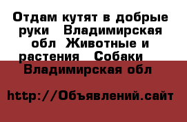 Отдам кутят в добрые руки - Владимирская обл. Животные и растения » Собаки   . Владимирская обл.